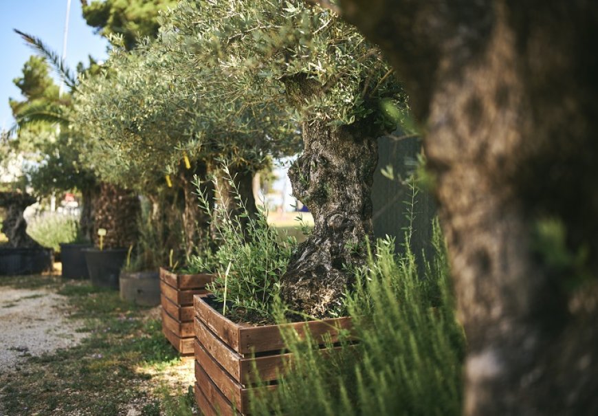 Old olive trees
