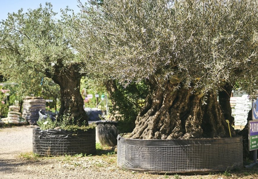 Old olive trees