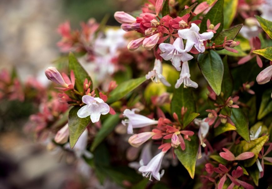 Abelija - Abelia x grandiflora