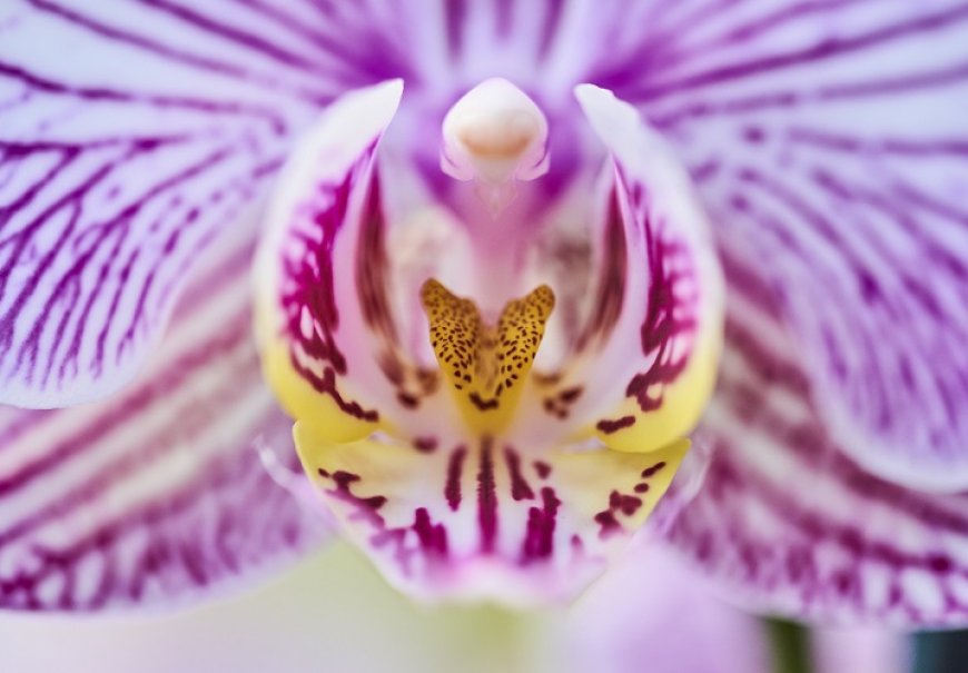 Orhideja - Phalaenopsis