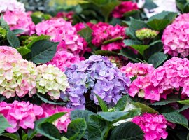 Hortenzija - Hydrangea macrophylla