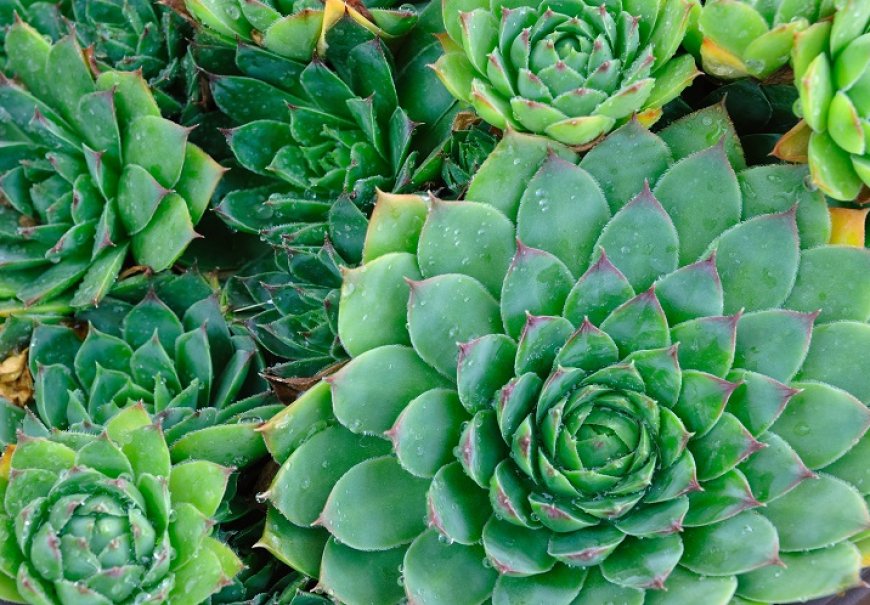 Čuvarkuća - Sempervivum tectorum