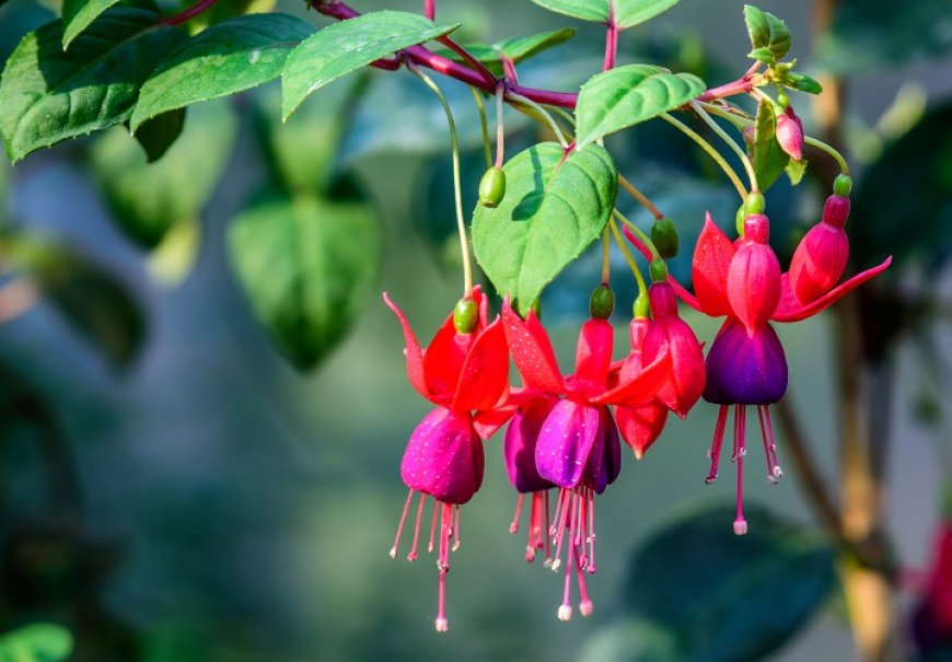 Fuksija - Fuchsia hybrida