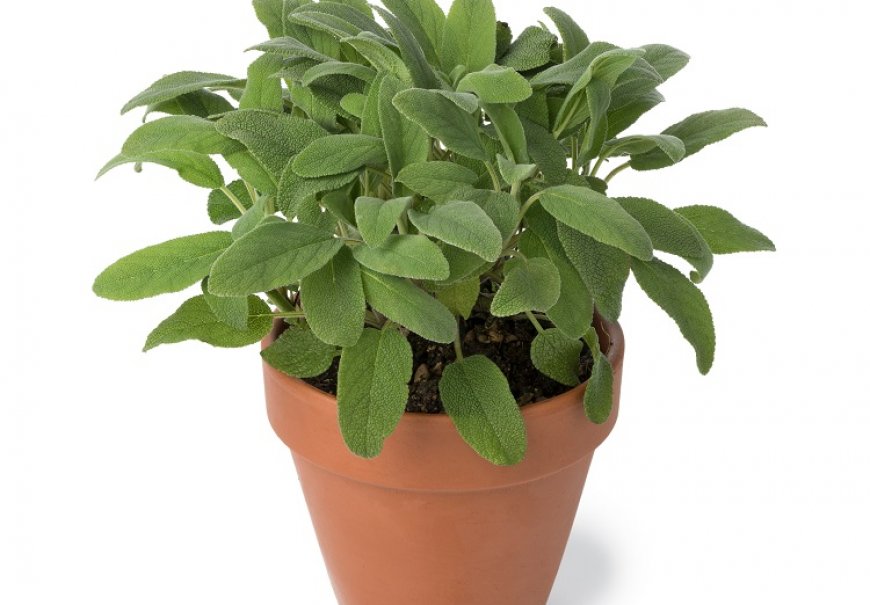 Kadulja - Salvia officinalis