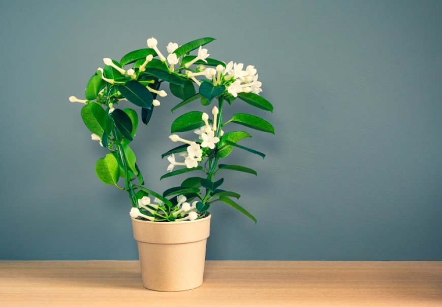 Madagaskarski jasmin - Stephanotis floribunda