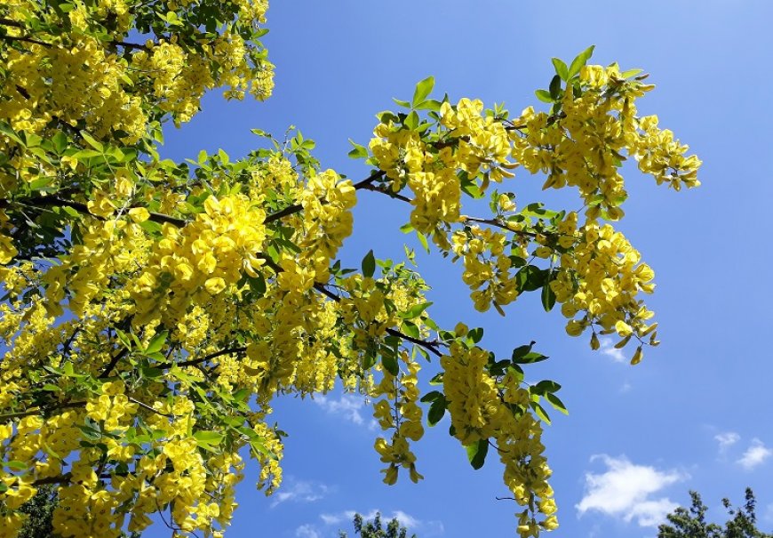 Zlatna kiša - Laburnum x watereri