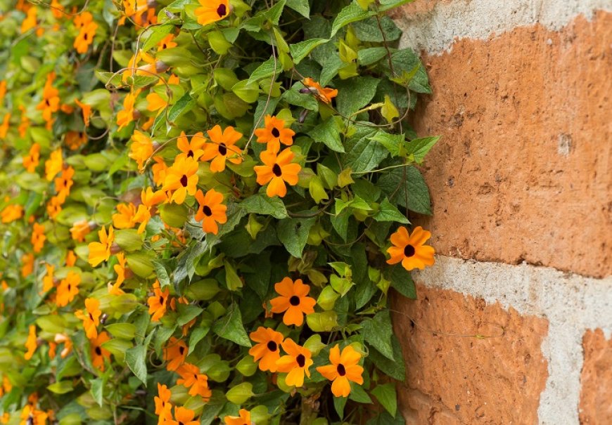Tunbergija, crnooka suzana - Thunbergia alata
