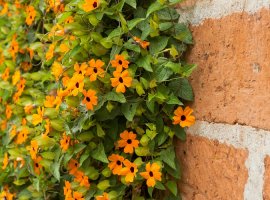 Tunbergija, crnooka suzana - Thunbergia alata