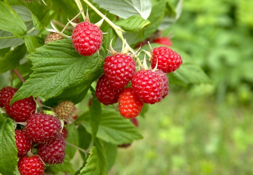 Raspberry - Rubus idaeus