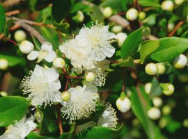 Mirta - Myrtus communis