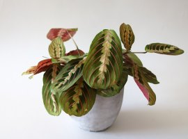 Maranta - Maranta leuconeura