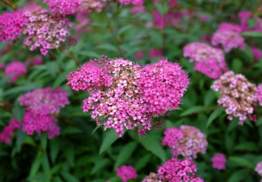 Suručica - Spiraea x bumalda 'Anthony Waterer'