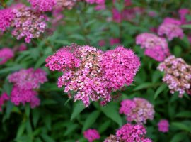 Suručica - Spiraea x bumalda 'Anthony Waterer'