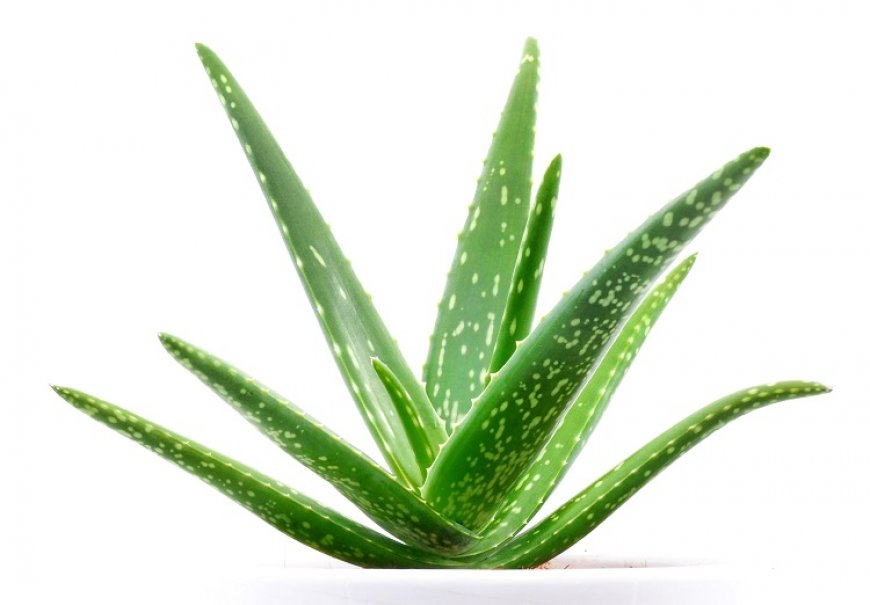 Ljekovita aloa - Aloe vera