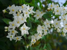 Solanum - Solanum jasminoides