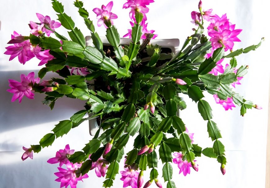 Božićni kaktus - Schlumbergera truncata