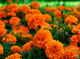 Kadifica niska - Tagetes patula