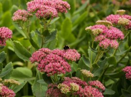 Stonecrops - Sedum sp.