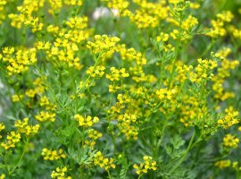 Ruta - Ruta graveolens