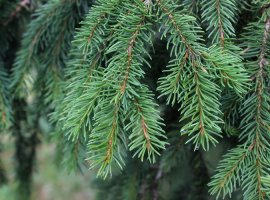 Obična smreka - Picea abies
