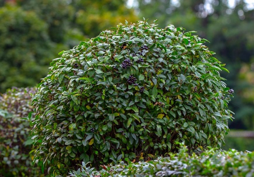 Kalina - Ligustrum jonandrum
