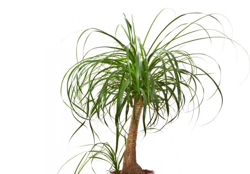 Slonova noga - Nolina recurvata