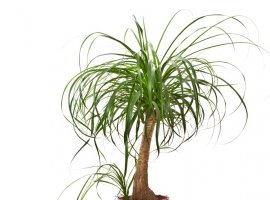 Slonova noga - Nolina recurvata