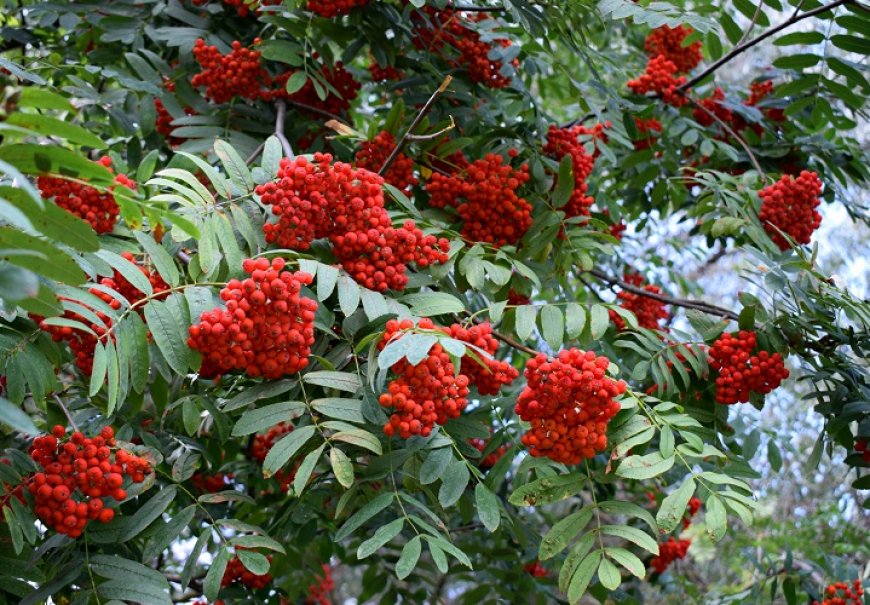 Jerebika - Sorbus aucuparia