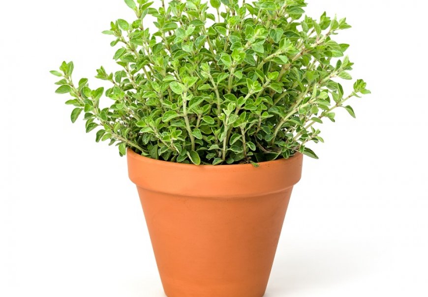 Marjoram Origanum majorana