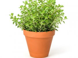 Marjoram Origanum majorana