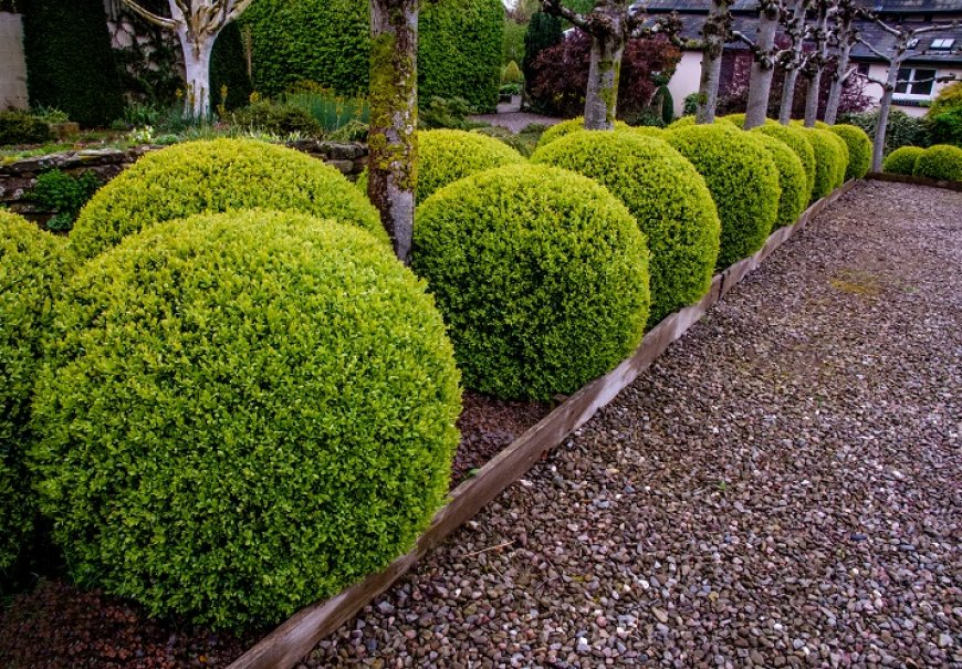 Šimšir - Buxus sempervirens