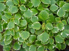 Plektrantus - Plectranthus fruticosus