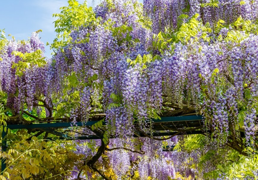 Glicinija - Wisteria floribunda