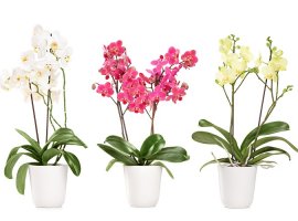 Orhideja - Phalaenopsis
