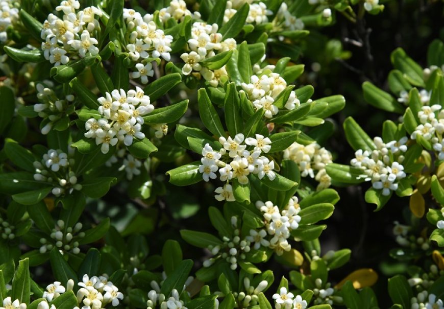 Pitospora - Pittosporum tobira