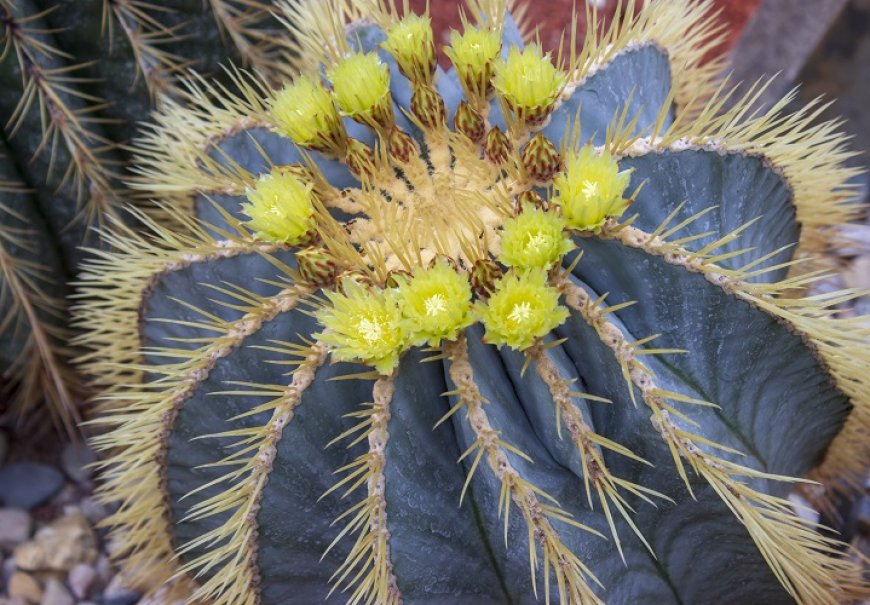 Rod Ferocactus - Ferocactus sp.