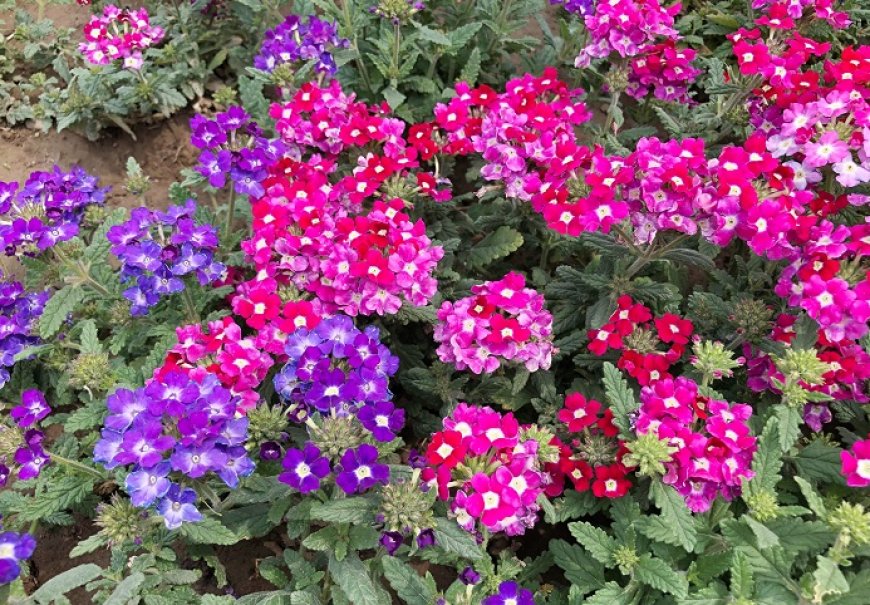 Verbena, Sporiš - Verbena x peruviana