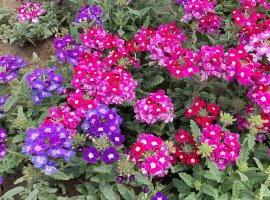 Verbena, Sporiš - Verbena x peruviana