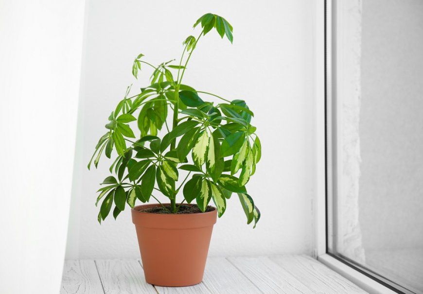 Šeflera - Schefflera arboricola