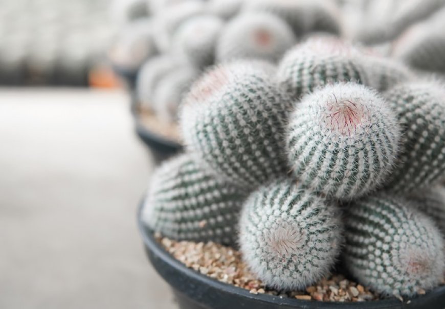 Rod Notocactus (Eriocactus) - Notocactus sp.