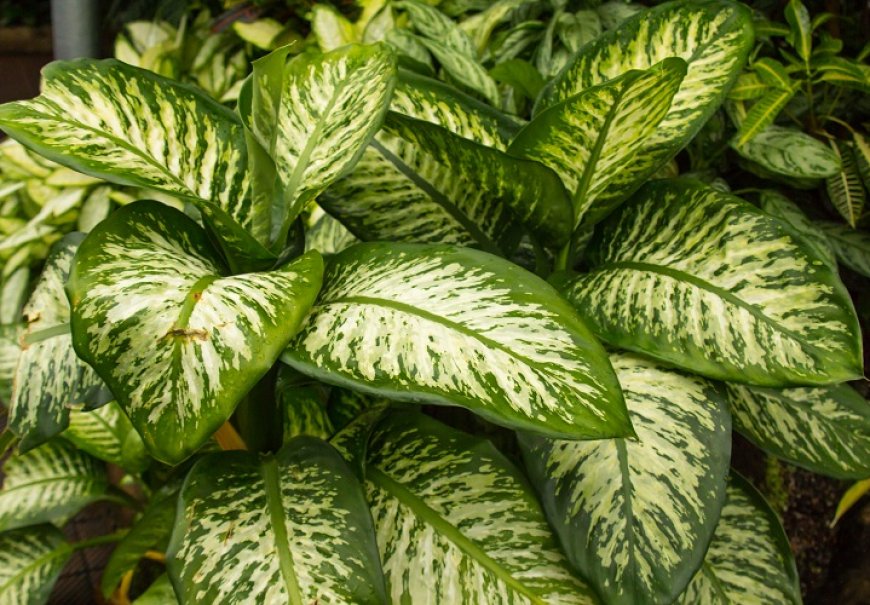 Pjegava difenbahija - Dieffenbachia maculata