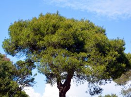 Bijeli bor - Pinus halepensis