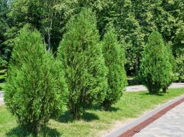 Golema tuja - Thuja plicata