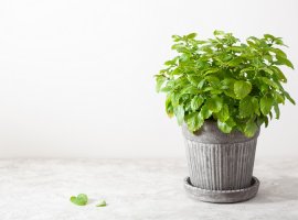 Matičnjak/melisa - Melissa officinalis