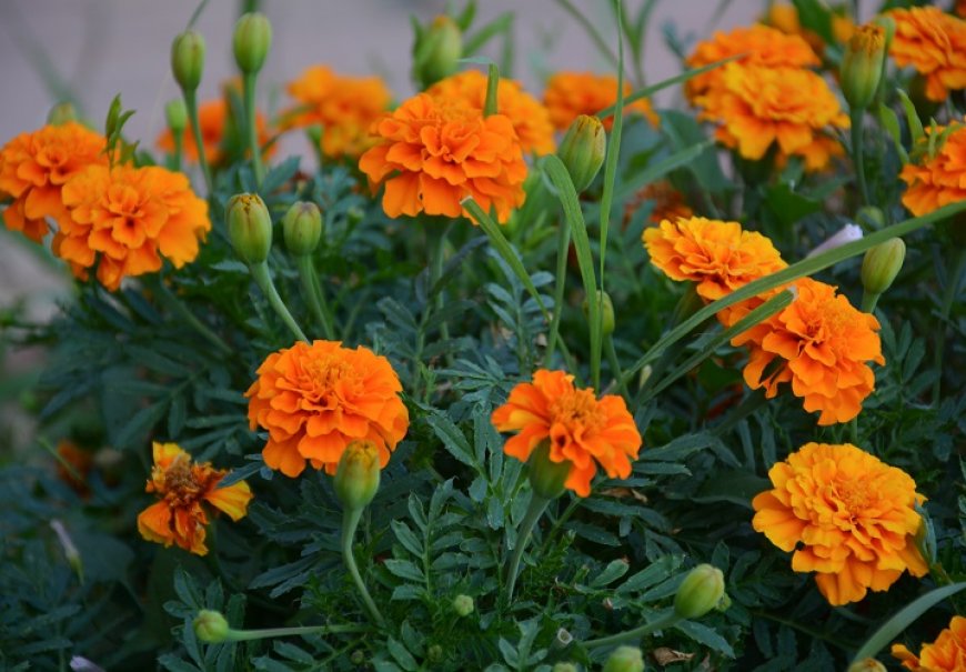 Kadifica visoka - Tagetes erecta