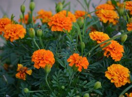 Kadifica visoka - Tagetes erecta