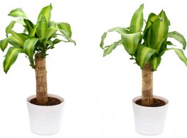 Mirisni zmajevac - Dracaena fragrans