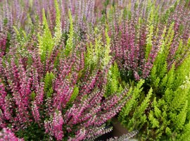 Vrijes - Calluna vulgaris