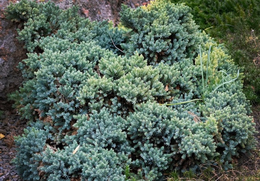 Borovica - Juniperus squamata 'Blue carpet'