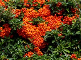 Vatreni grm - Pyracantha coccinea